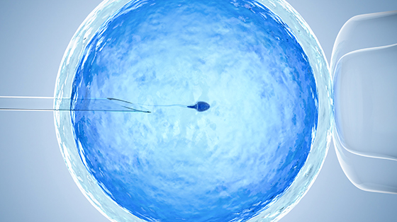 Embryo Cultivation