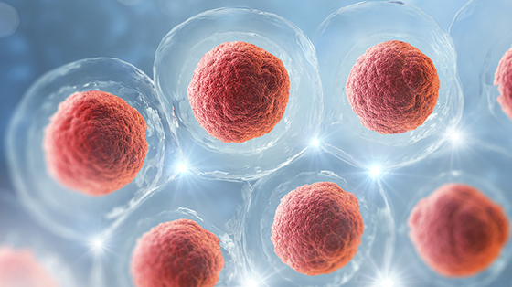 Embryo Transfer to Surrogate